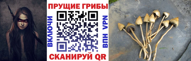 купить наркоту  Щучье  Галлюциногенные грибы MAGIC MUSHROOMS 